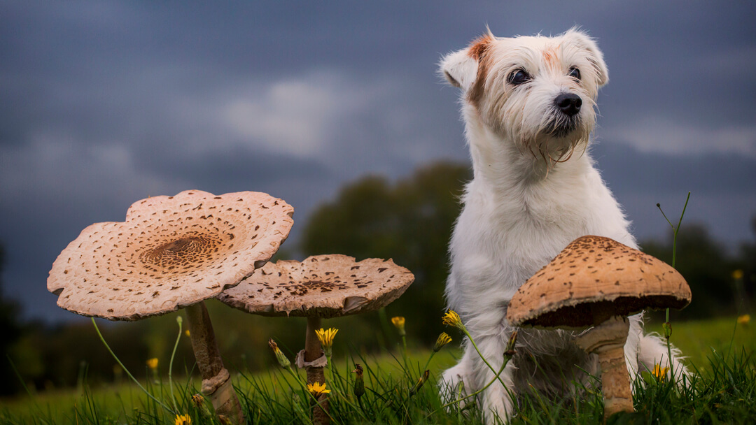 Can Dogs Eat Mushrooms? Read Before You Feed Purina